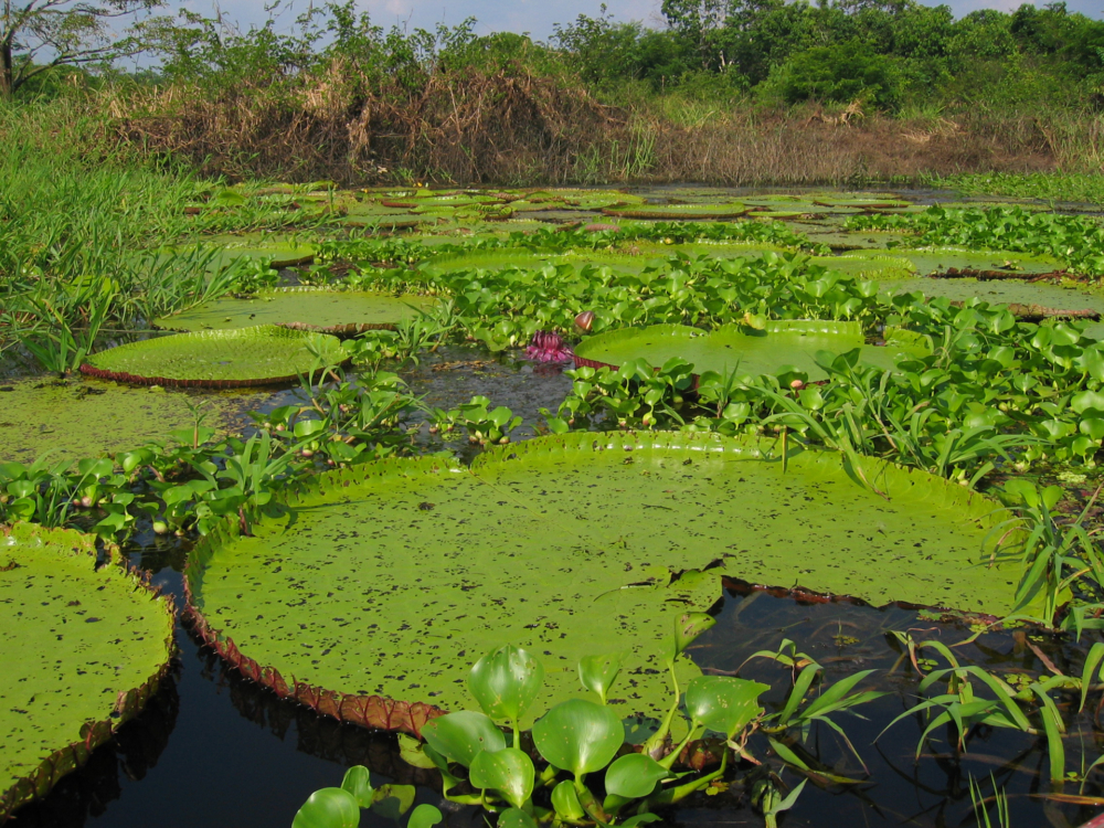 Amazon - green impressions-1