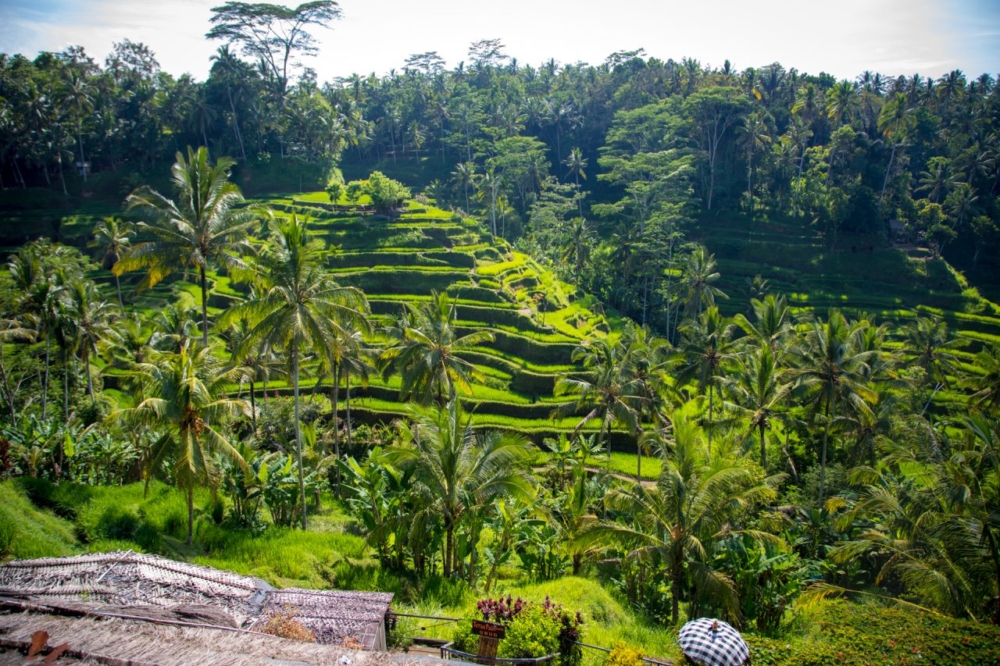 Bali-1