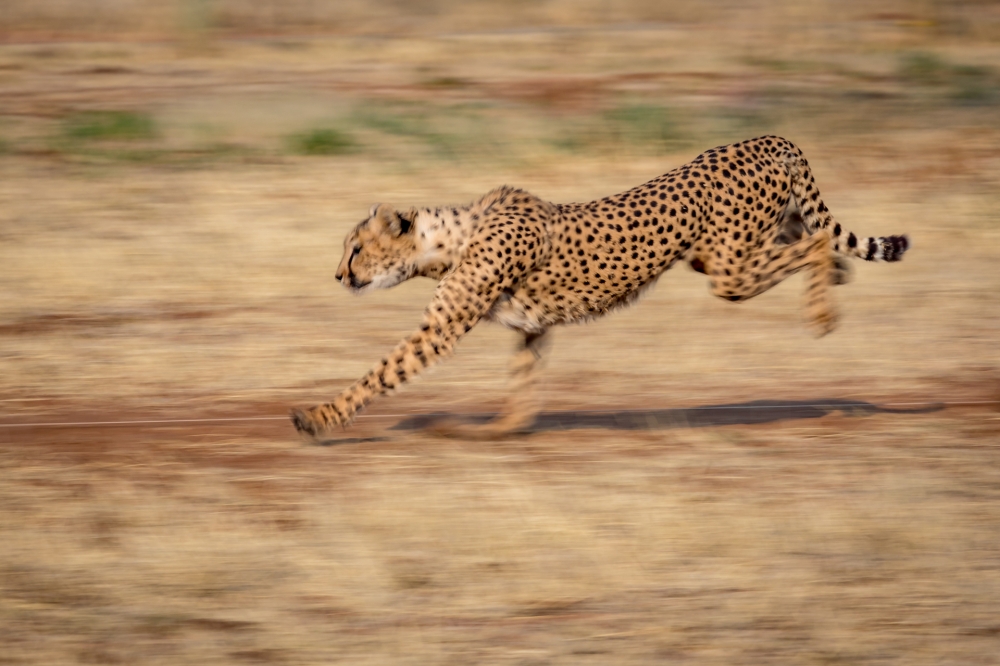 Cheetah run-1