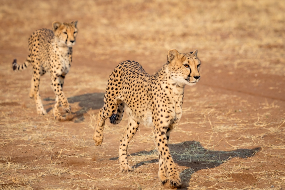 Cheetah run-2