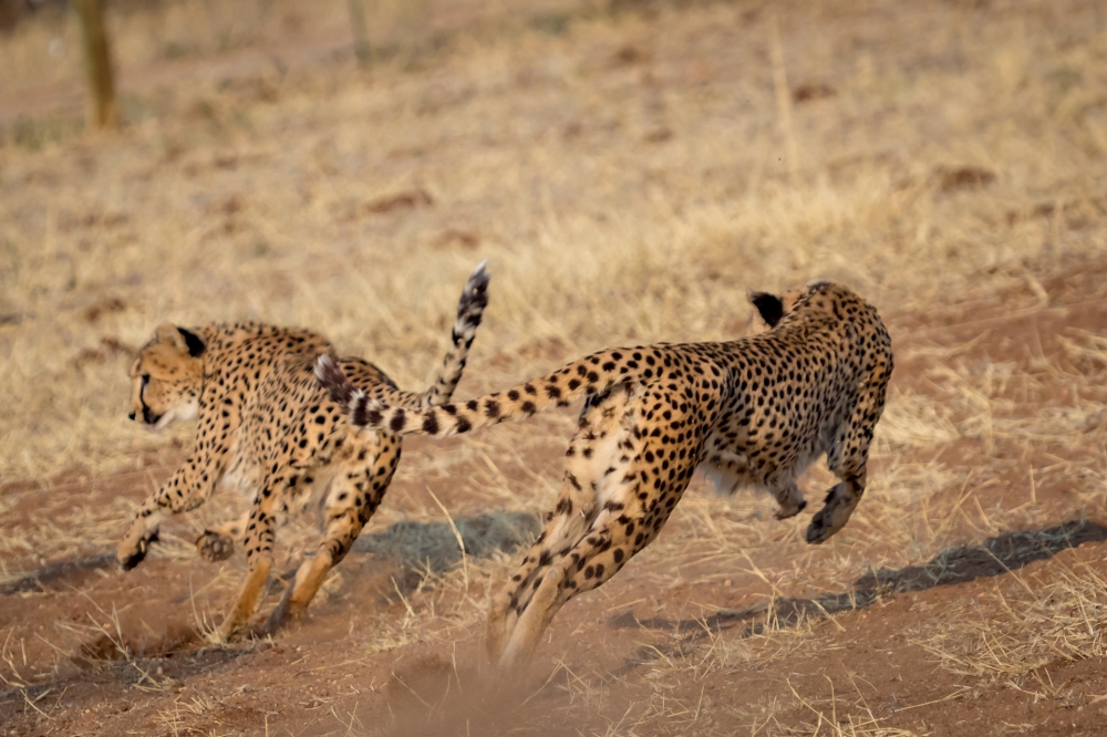 Cheetah run-3