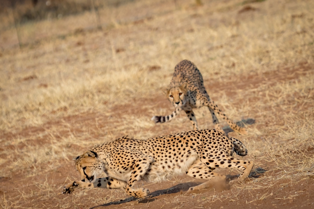 Cheetah run-4