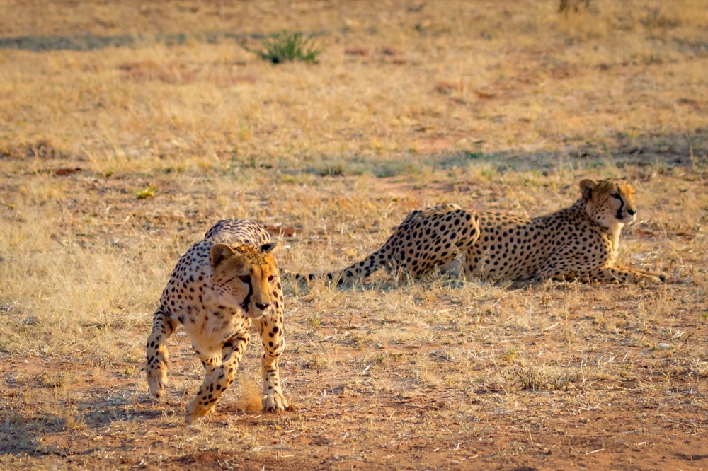 Cheetah run-7