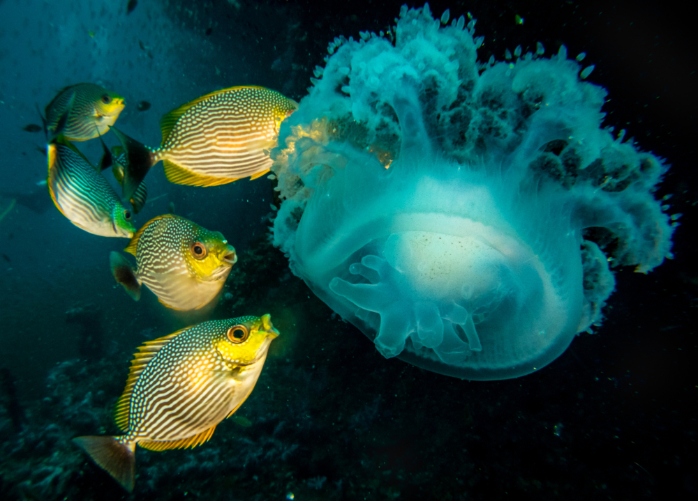 Diving Koh Tao -3