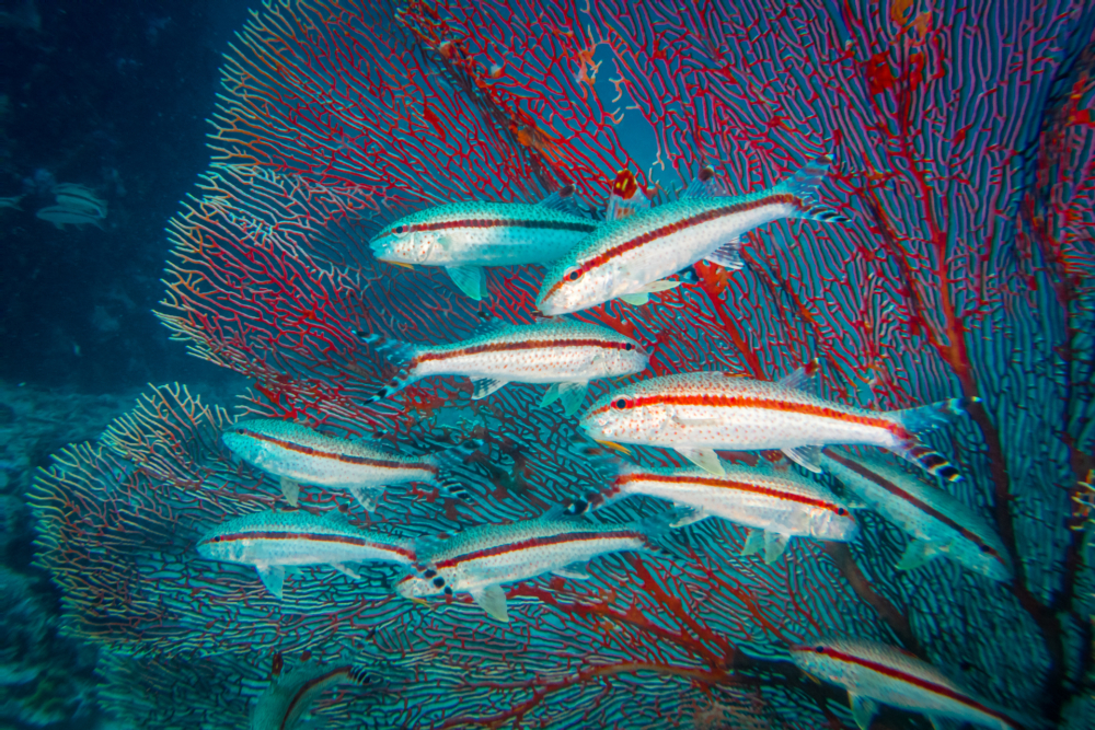 Diving Koh Tao -7