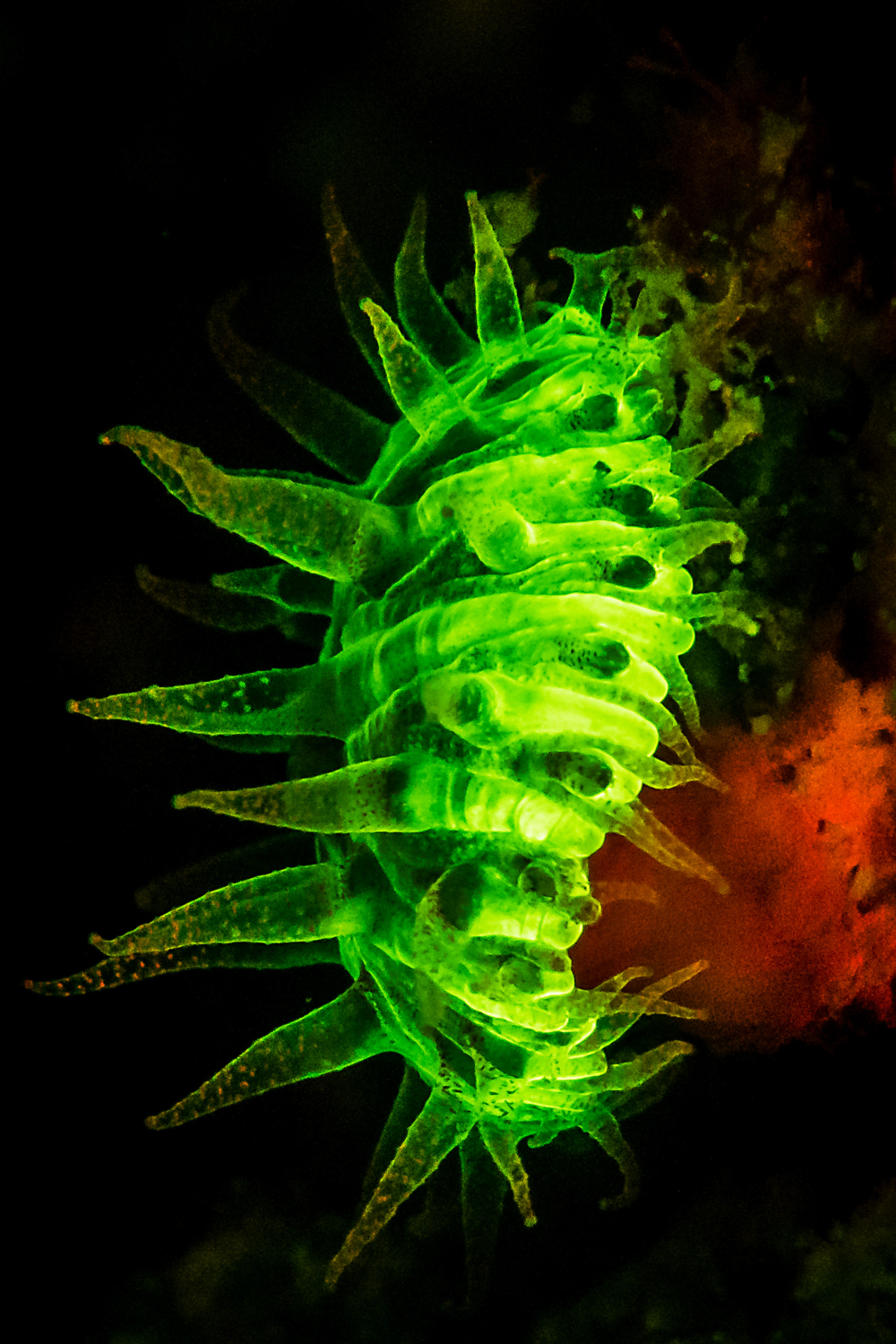 Flurescent-1