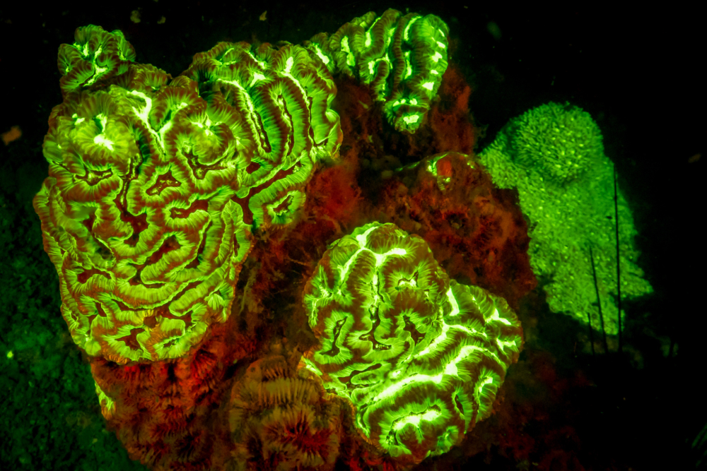 Flurescent-2