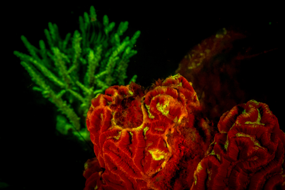 Flurescent-6