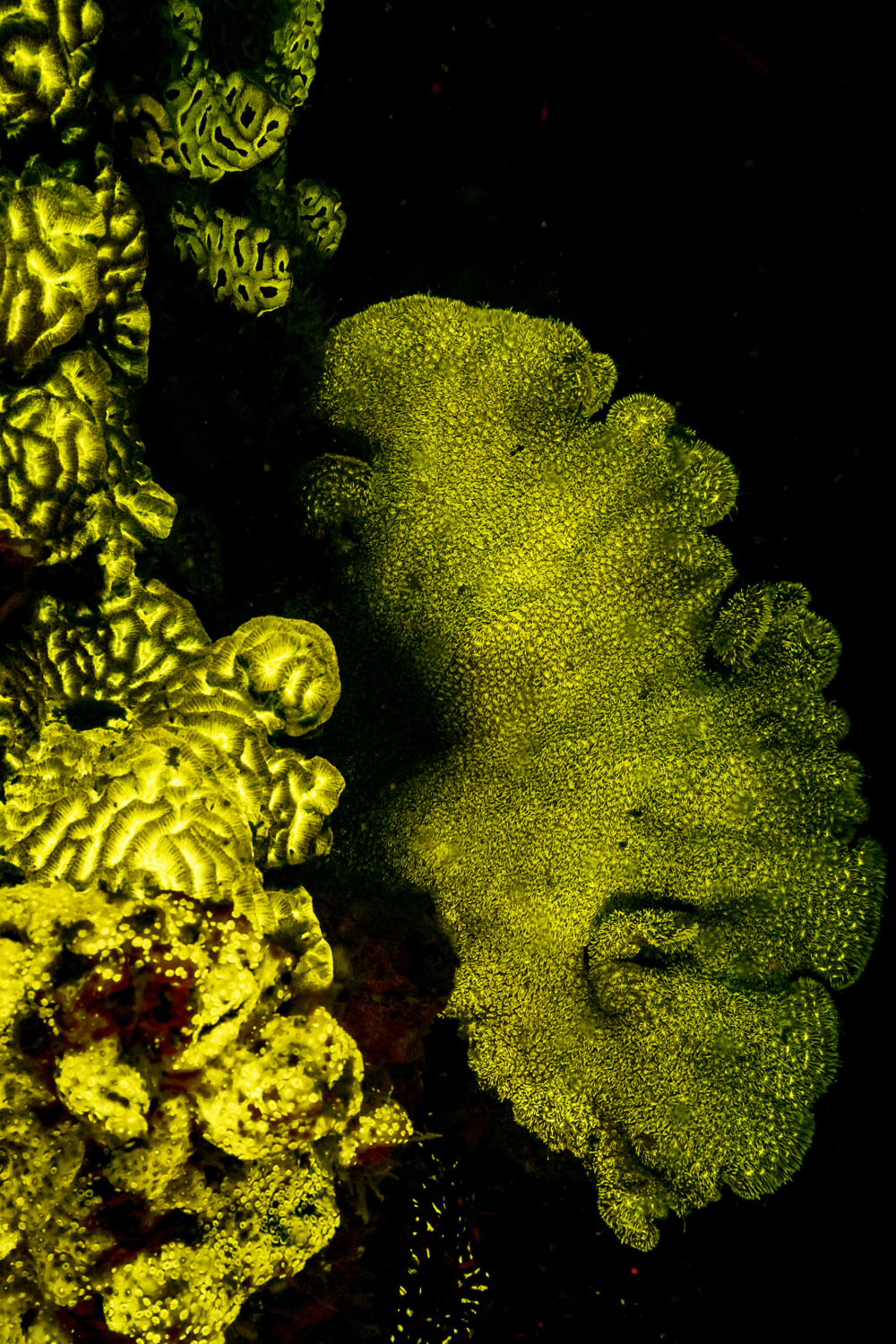 Flurescent-8