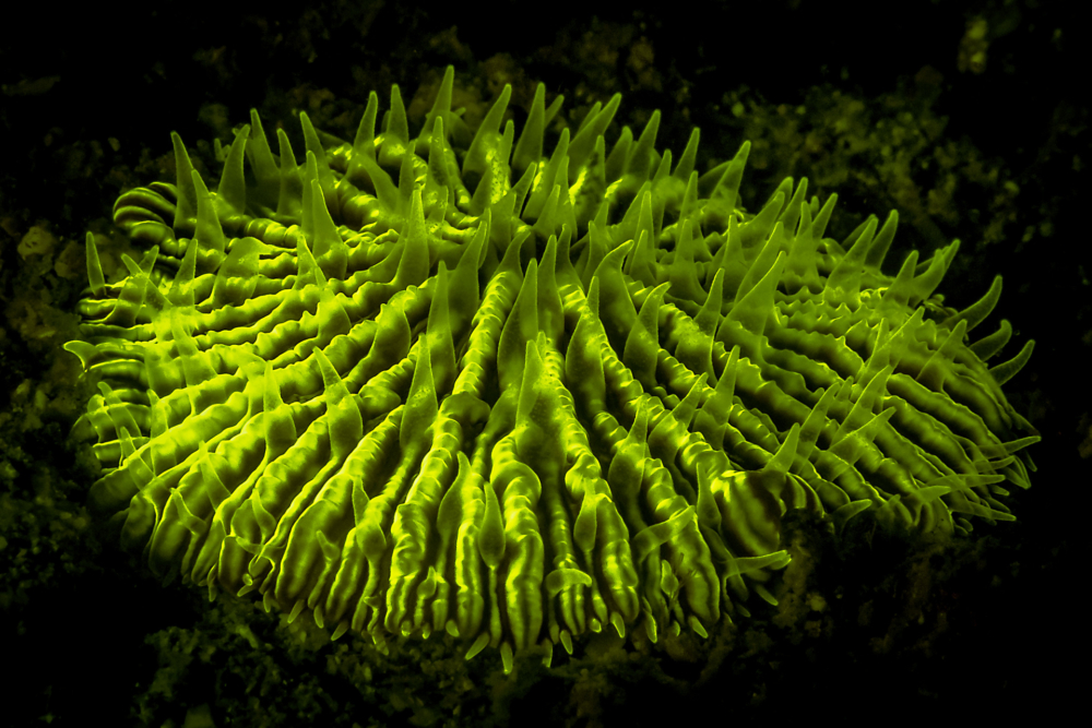Flurescent-9