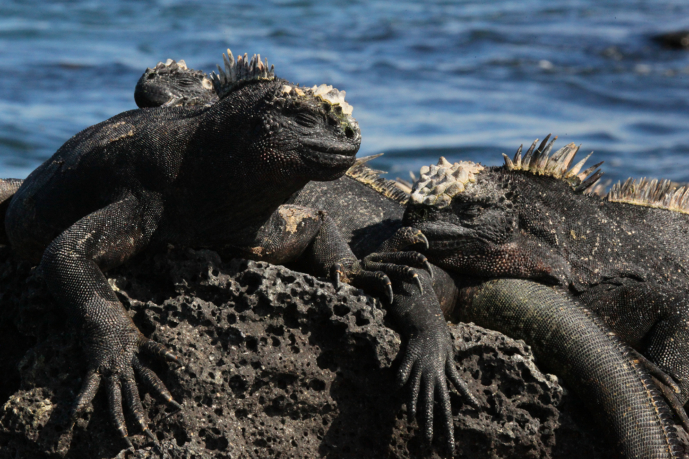 Galapagos-1