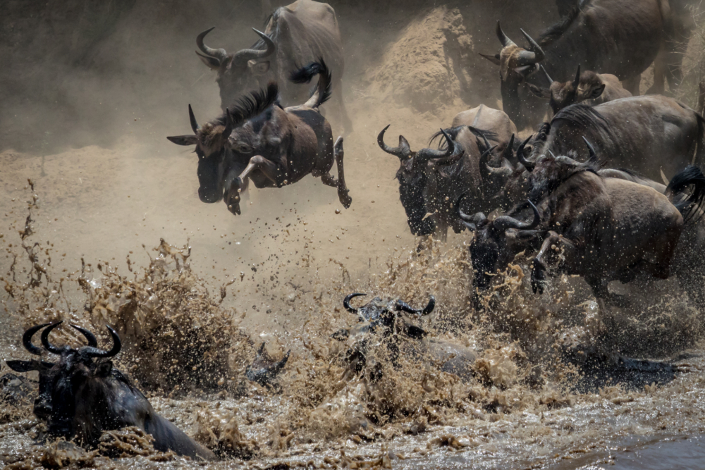 Wilderbeest crossing-1