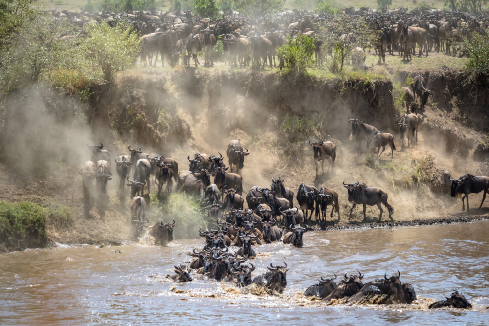 Wilderbeest crossing-2