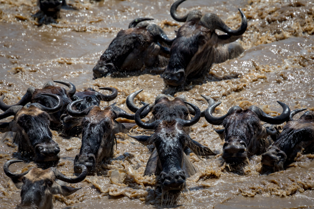 Wilderbeest crossing-3