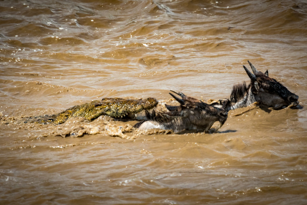 Wilderbeest crossing-4