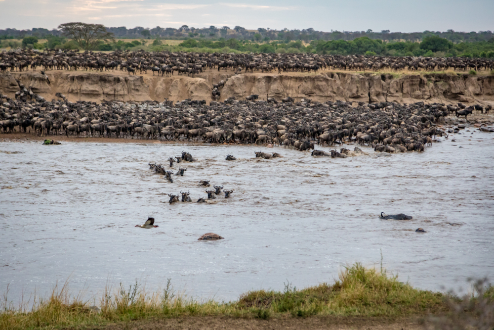 Wilderbeest crossing-5