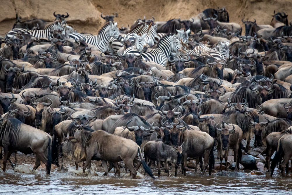 Wilderbeest crossing-6