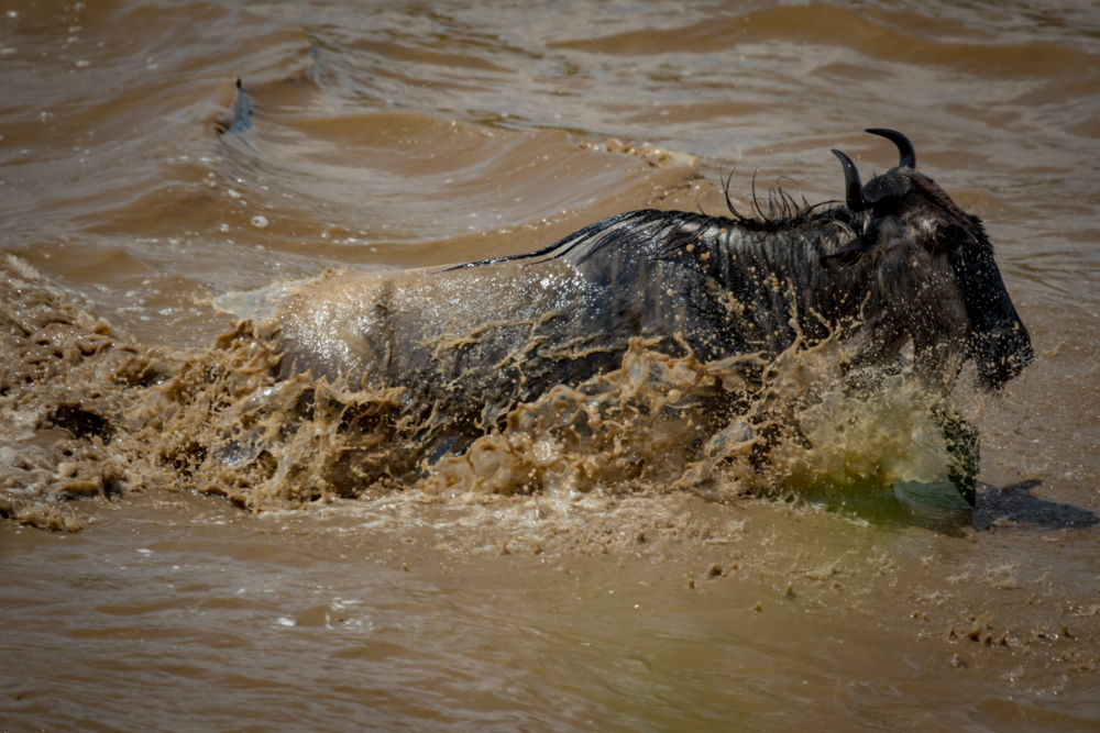 Wilderbeest crossing-7